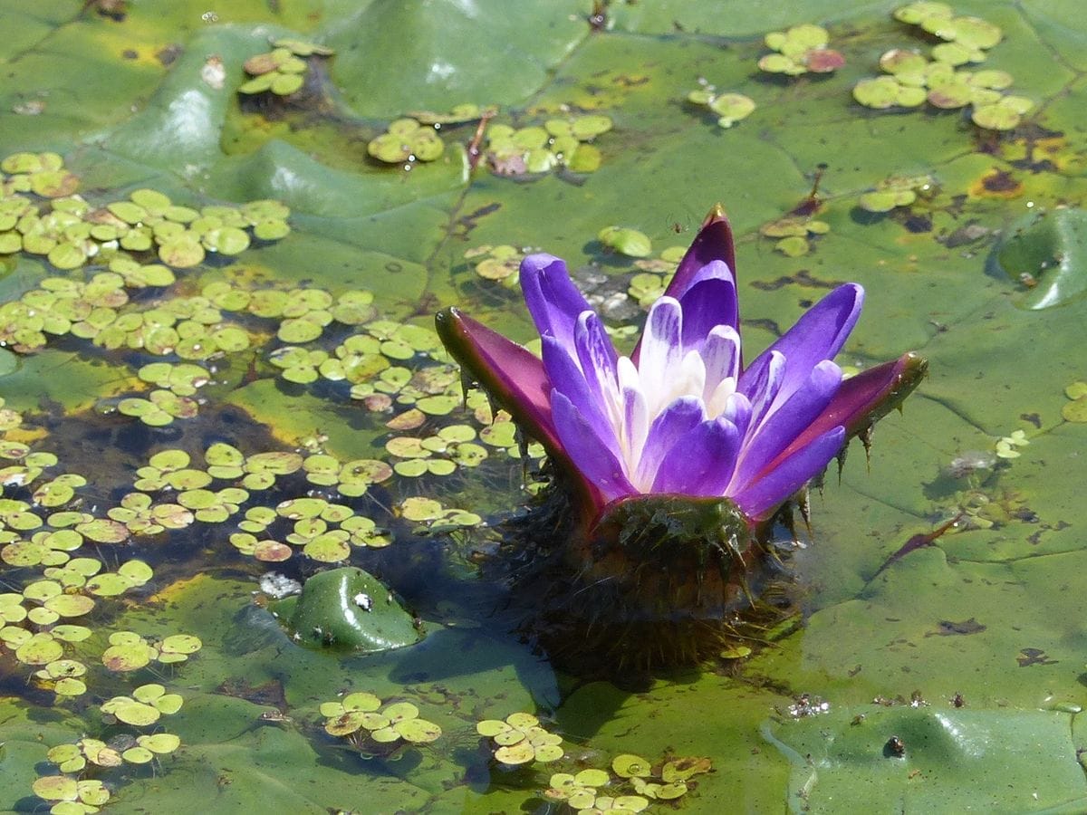 オニバスの花