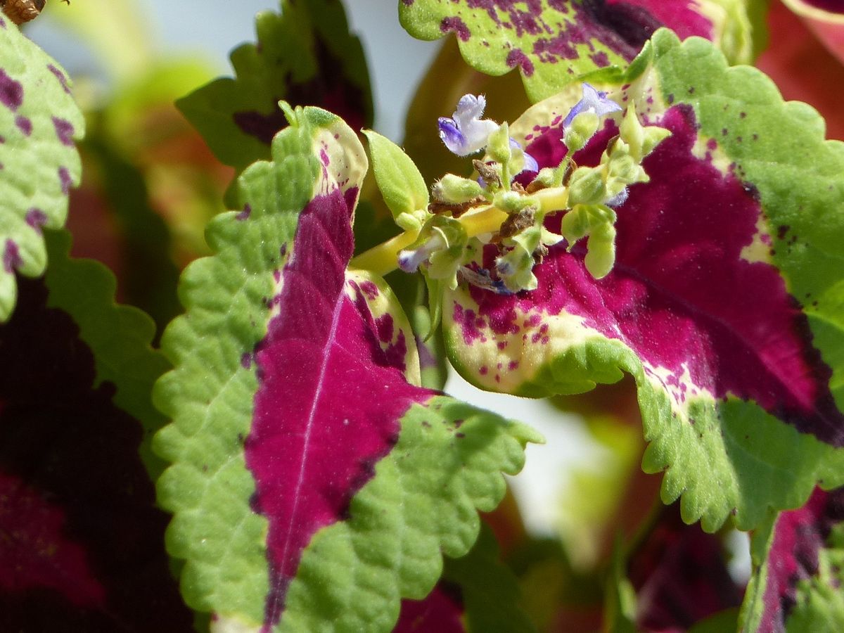 四季の風景写真 photo@ma  #japan #niigata #flowers #nature