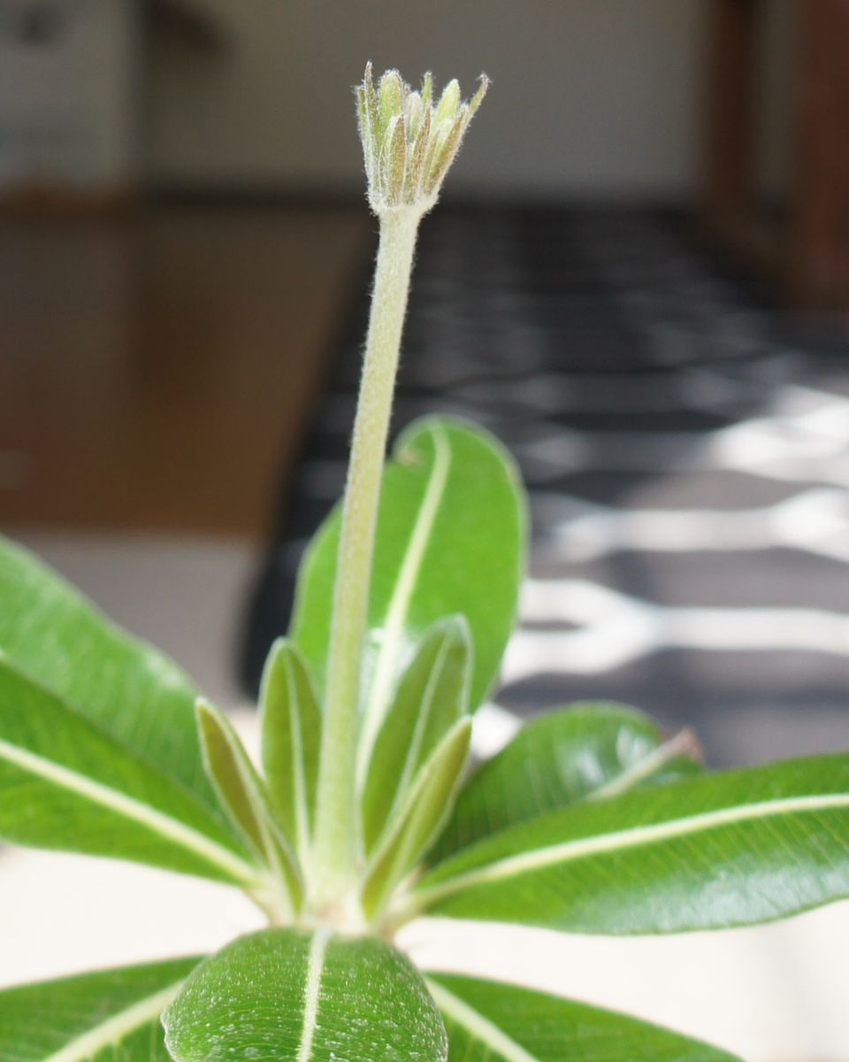 4/26 パキポディウム・ロスラーツムの花芽伸びてきました。