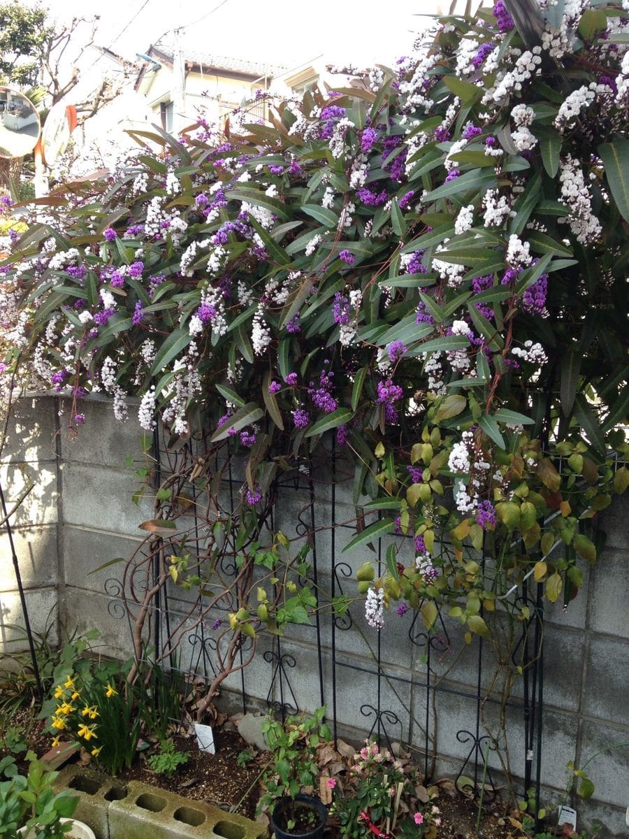 わが家の庭に春の訪れを感じる花 ハー ハーデンベルギアの花 のアルバム みんなの趣味の園芸