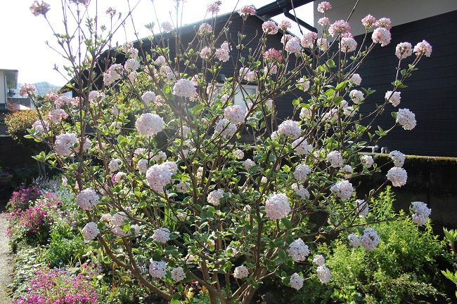 大好きな春の花木、チョウジガマズミです。 ほんのりピンクの時が、特に可愛くてたま