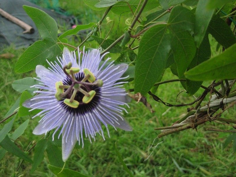 トケイソウの仲間の写真 by パンジャ 今年植えたトケイソウの花 ツルばかり伸びて 花