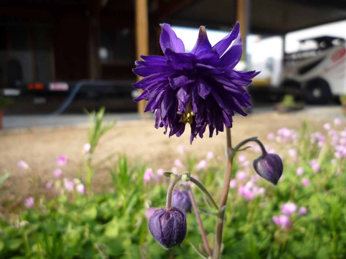 西洋オダマキの写真 by ささまき 西洋オダマキ ブルーバロー