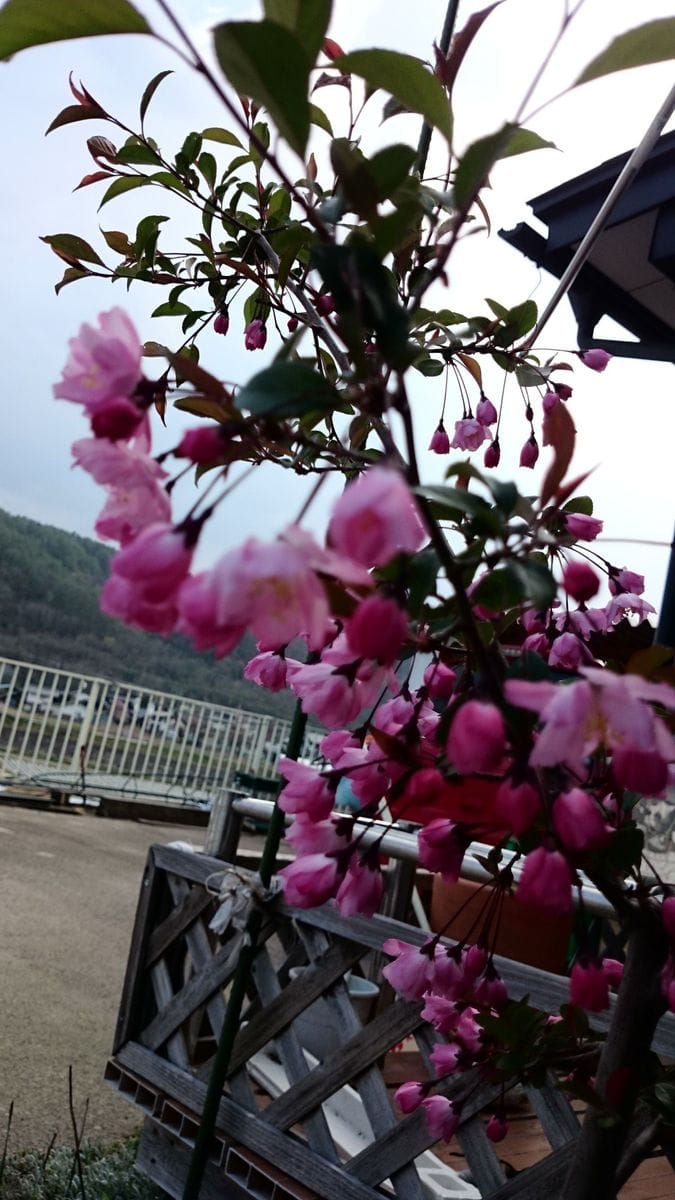 ハナカイドウの写真 by miyu はなかいどう 5分咲き