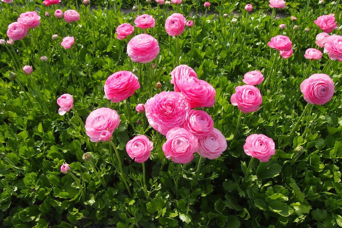 ピンクのラナンキュラス ラナンキュラスとアネモネ のアルバム みんなの趣味の園芸