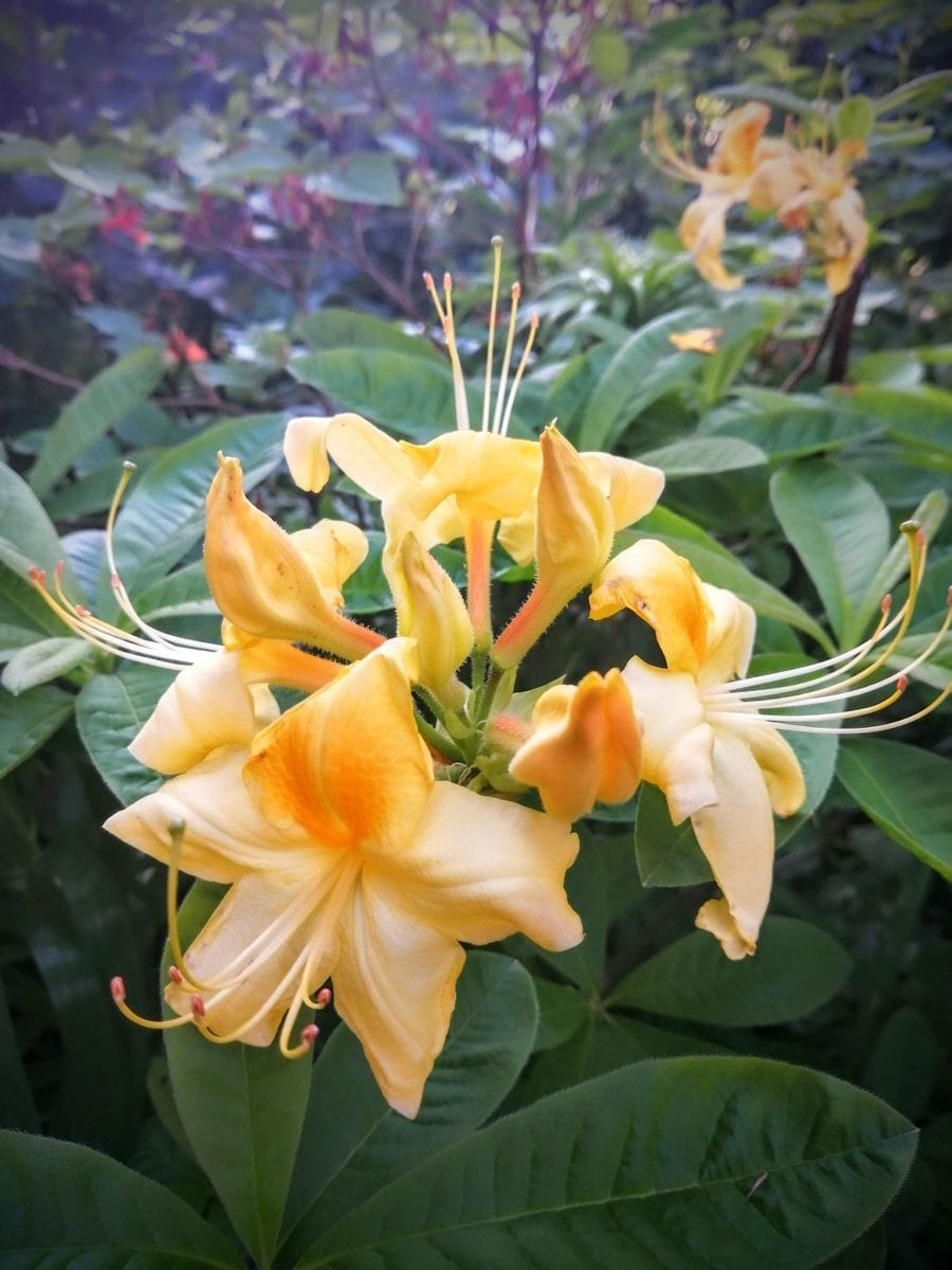 エクスバリーアザレア”ゴールデンサンセット” 大きな大輪の花です。