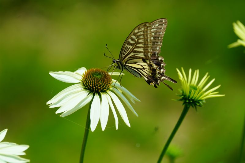 エキナセアにアゲハチョウ 花と昆虫 小動物 のアルバム みんなの趣味の園芸