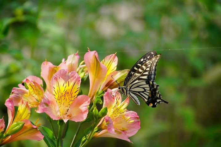 草花にアゲハチョウ 花と昆虫 小動物 のアルバム みんなの趣味の園芸