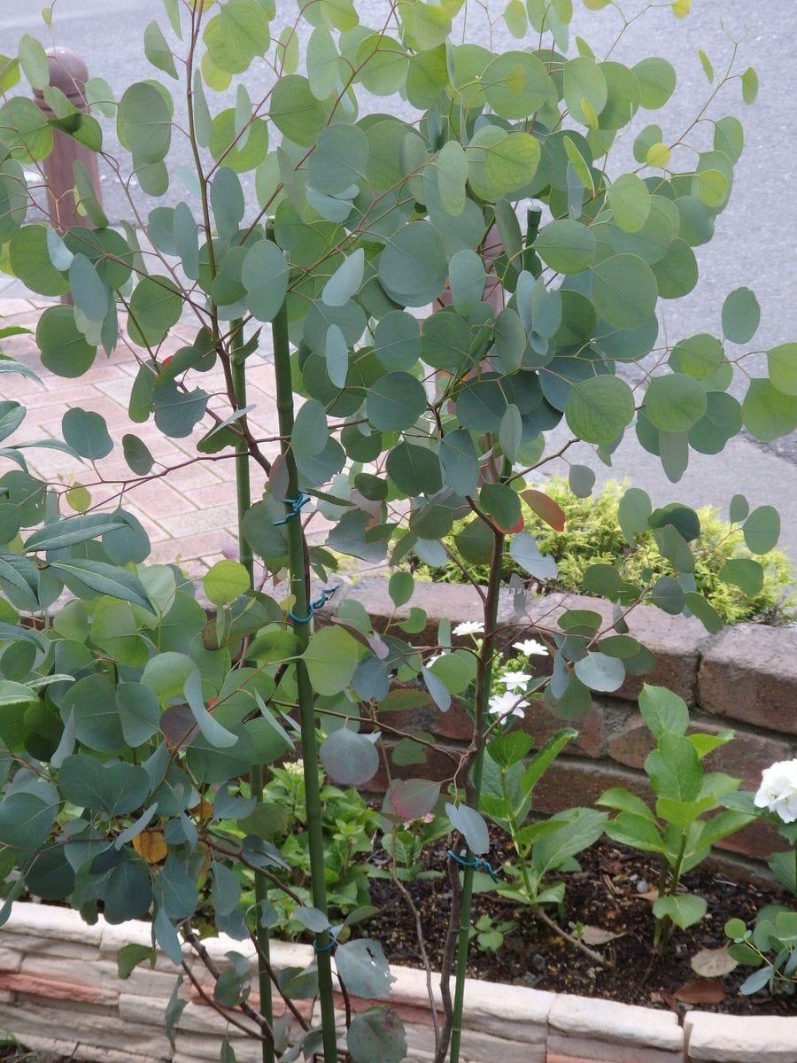 ユーカリポポラス 昨年末に土に植えて レモンユーカリの取り木 のアルバム みんなの趣味の園芸2539