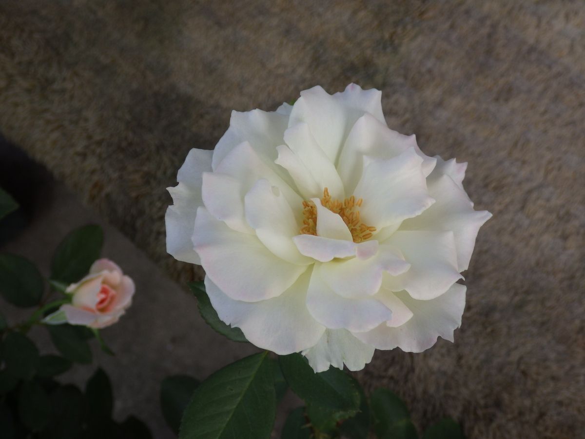 マチルダ  白い花にほんのりピンクが 愛らしいバラです。