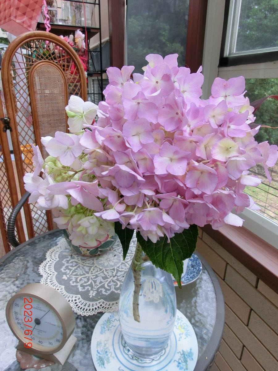 昨日雨が降ったので庭の紫陽花を切り花にしてテラスに飾りました。大好きな大きな日本