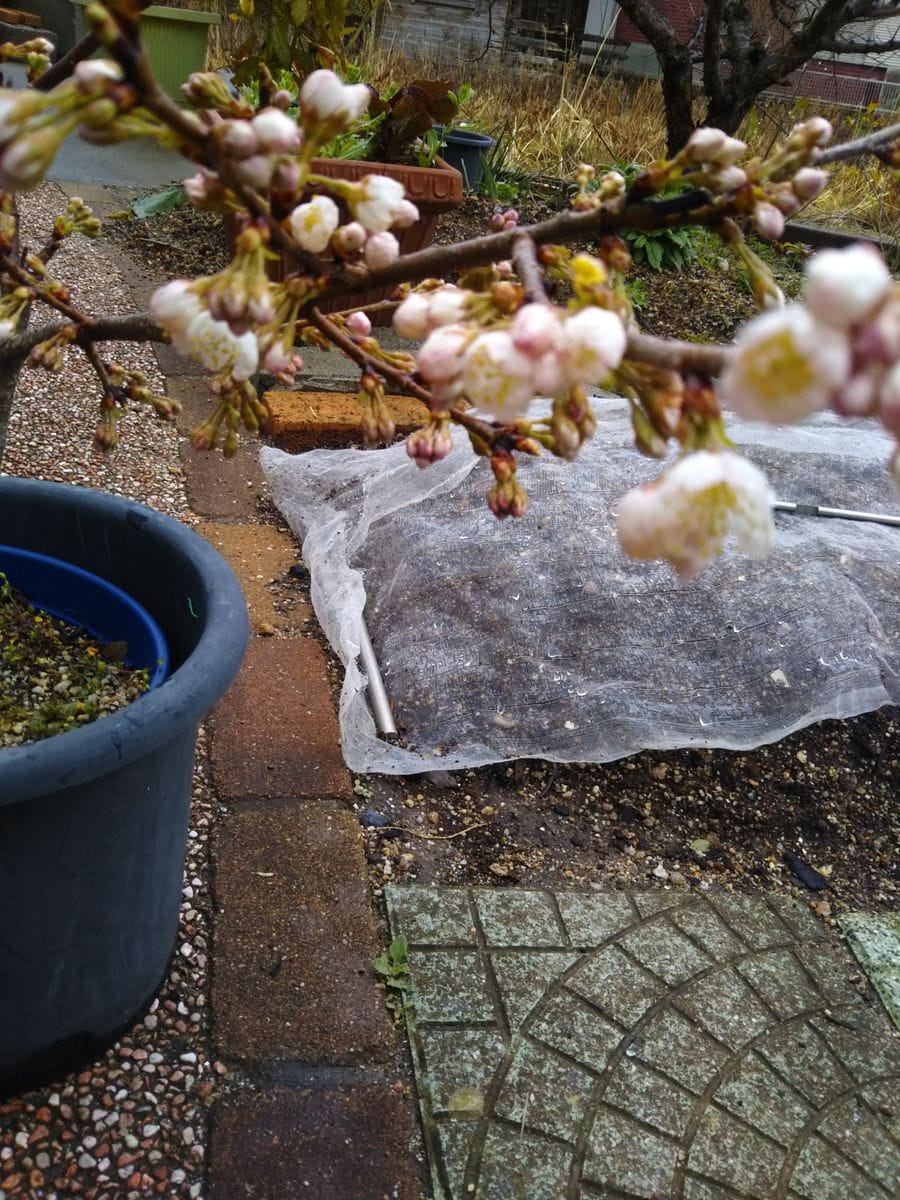 昨年取り木したさくらんぼの花が無事たくさん咲きました。実はなるかどうかわかりませ