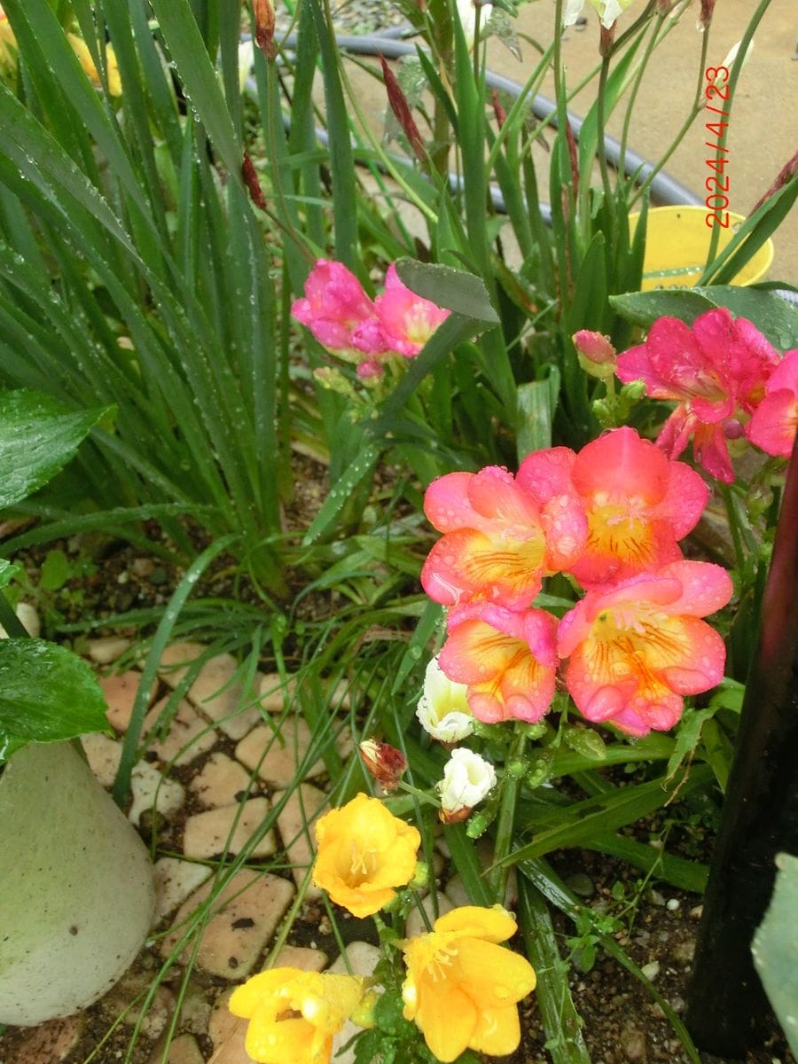 フリージアの写真 by keimama いい香りのフリージア。いつの間にか庭のあちこちに咲い