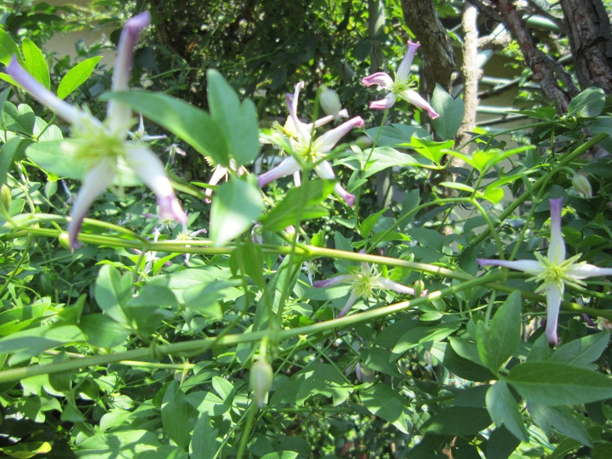 クレマチス（四季咲き）の写真 by オダマキ ７月２８日  トライテルナータ・ルブロマ