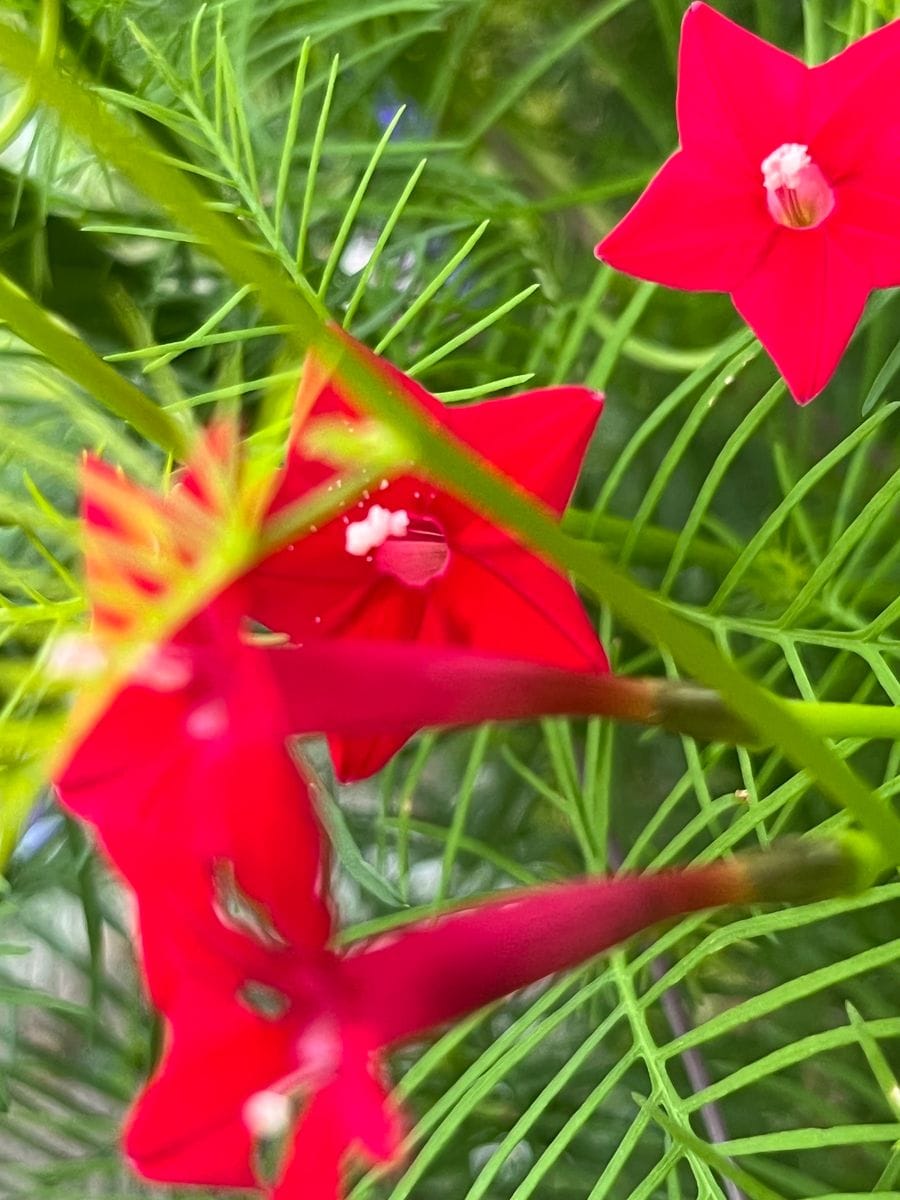 ルコウソウの初花