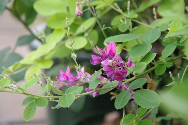 庭の花で