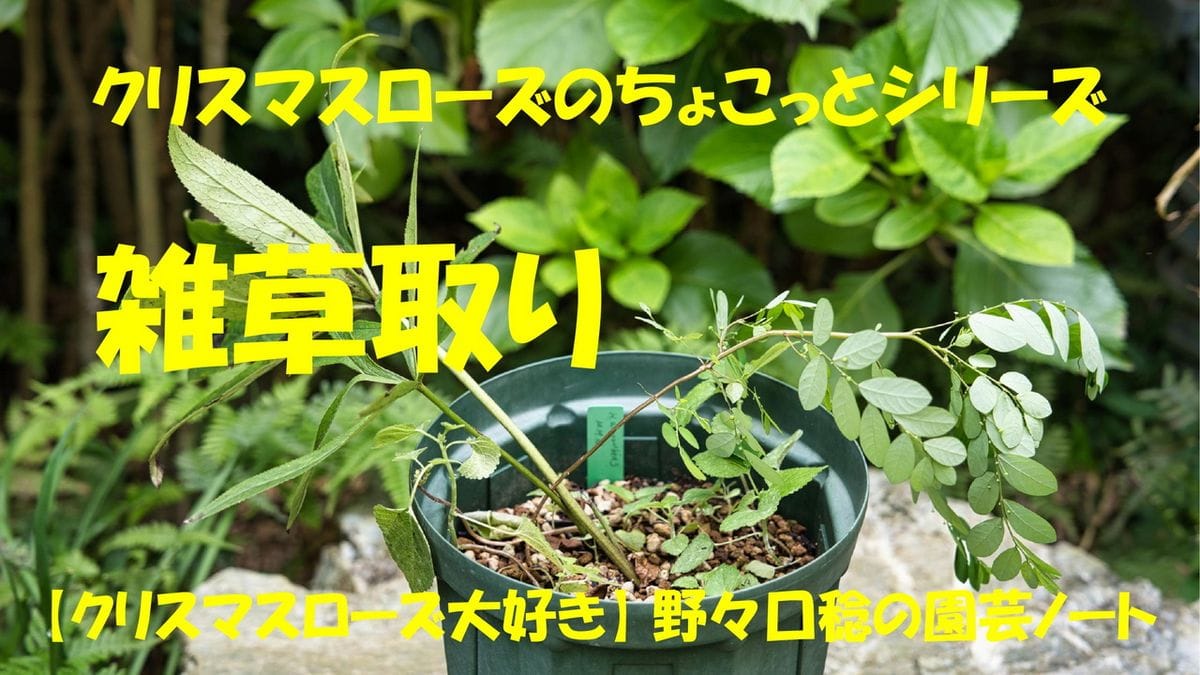 YouTube【雑草取り】