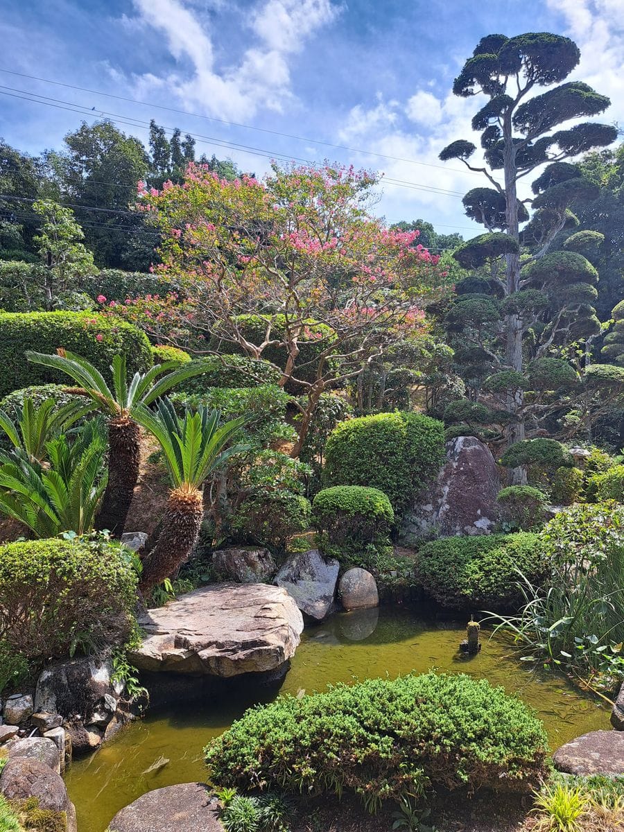 我が家の百日紅 (サルスベリ)