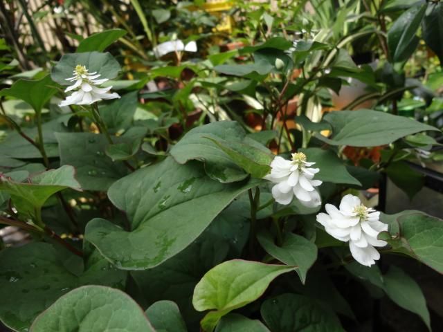 八重咲きどくだみの花