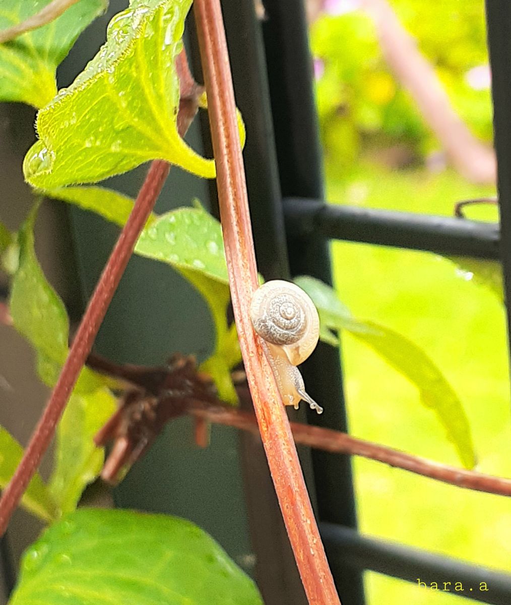 🐌かたつむりが、たくさん🐌⚠️かたつむり画像⚠️