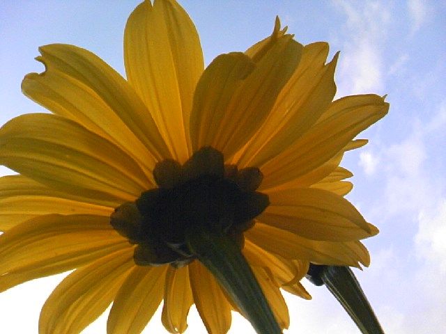 花開く皇帝ヒマワリ冬立つ日