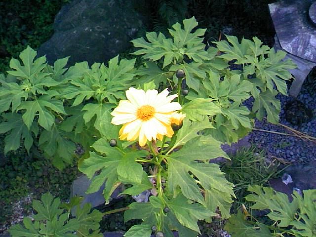 花開く皇帝ヒマワリ冬立つ日