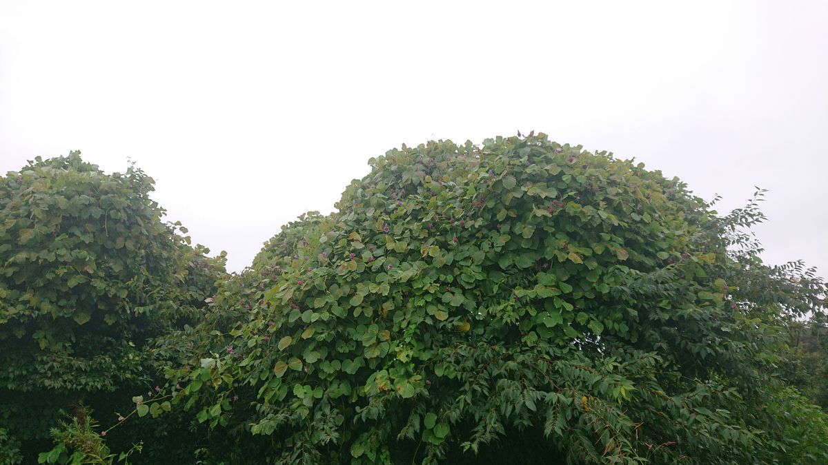 台風のあと