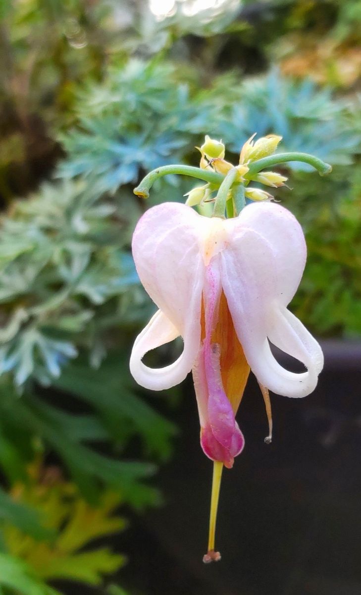 コマクサ最後の花💠