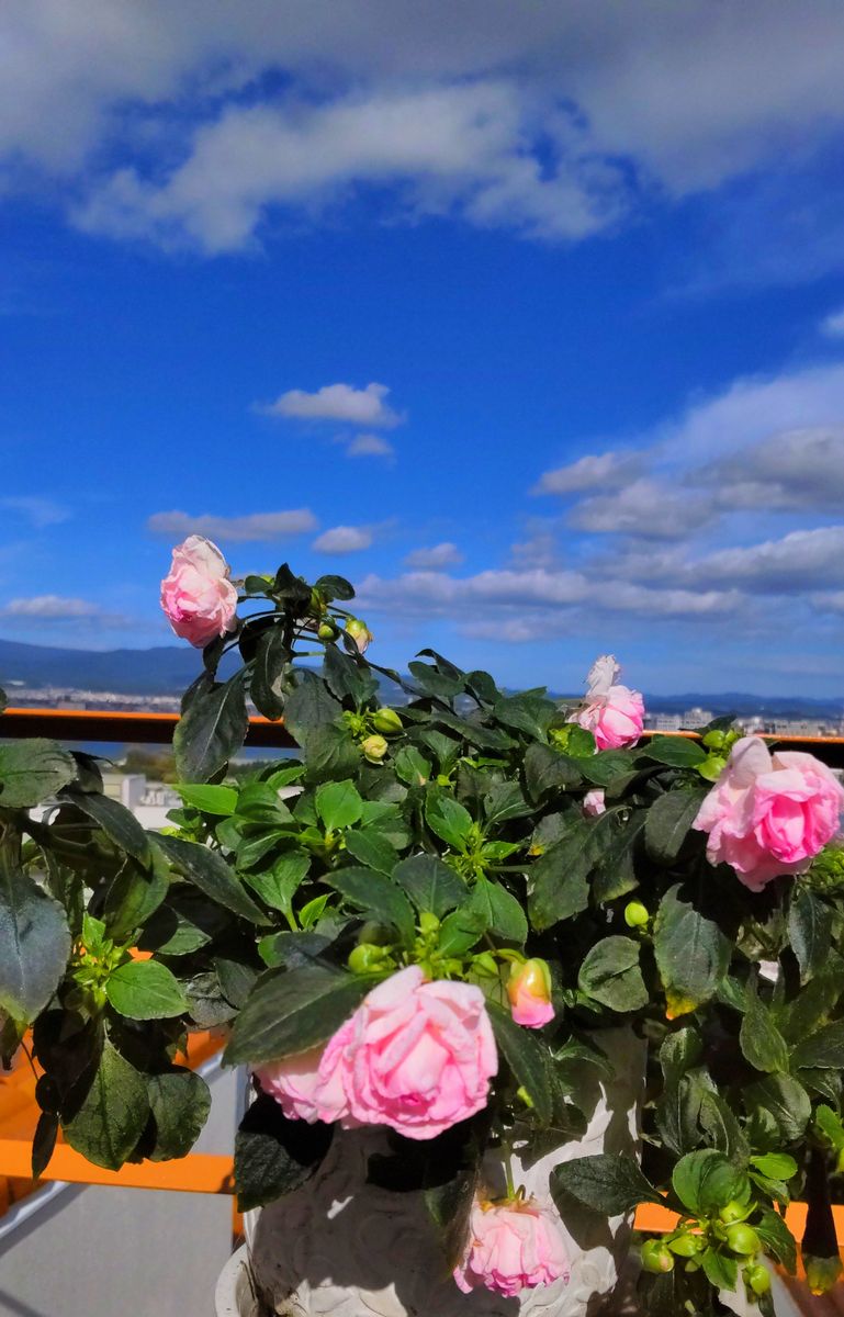 青空のベランダの花