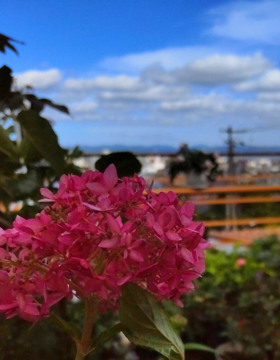 青空のベランダの花