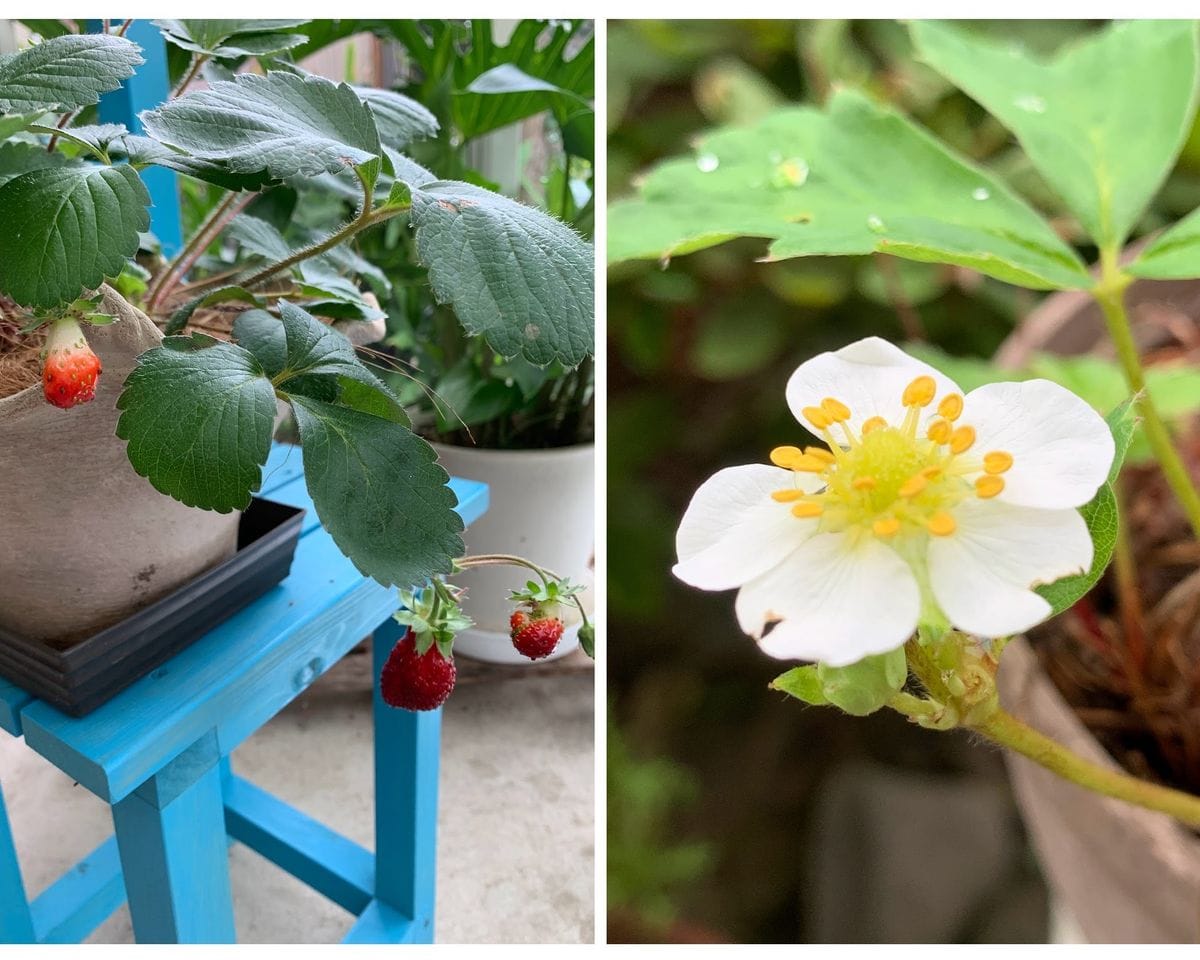 寄せ植え・イチゴ・蕾さん達～・