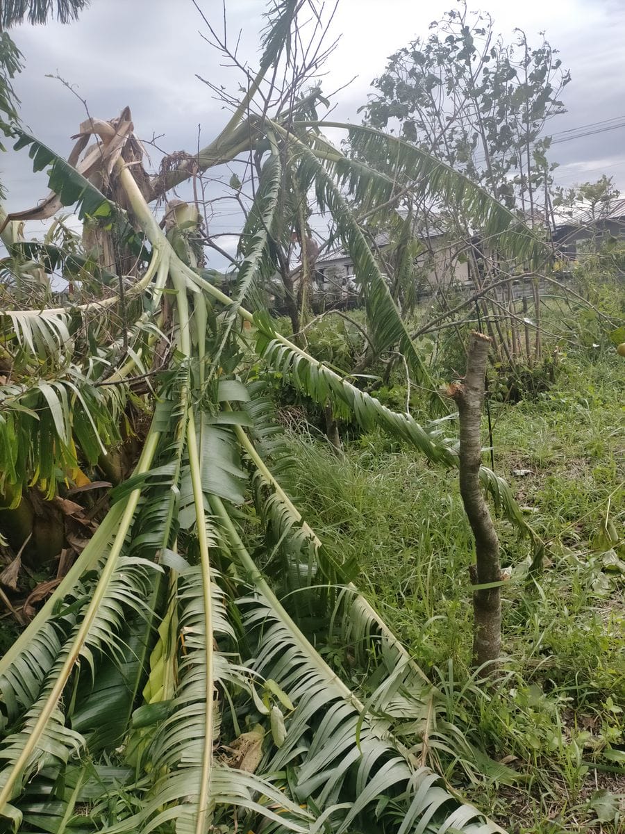 台風後の畑……