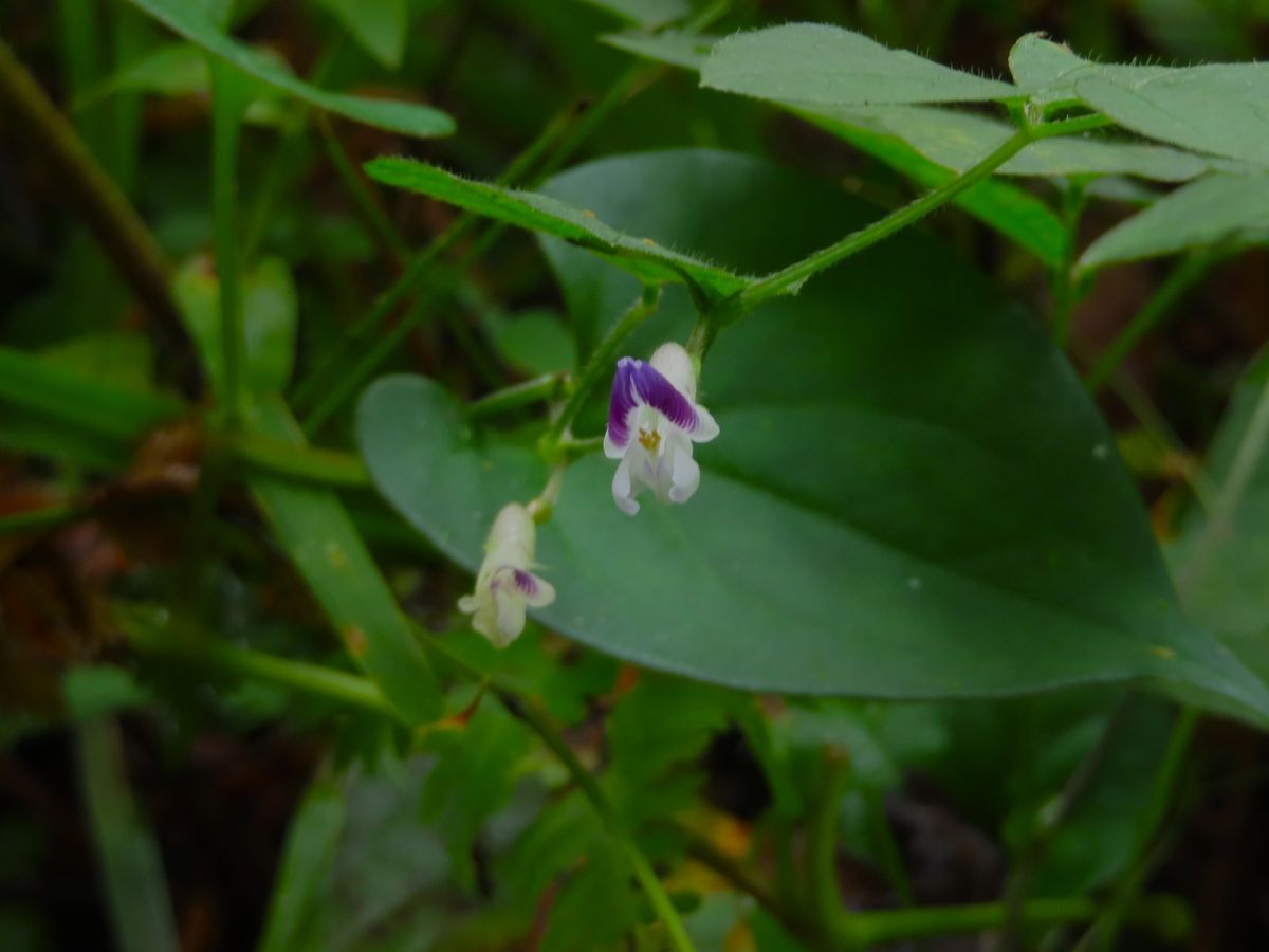 秋の野草を見つけた！