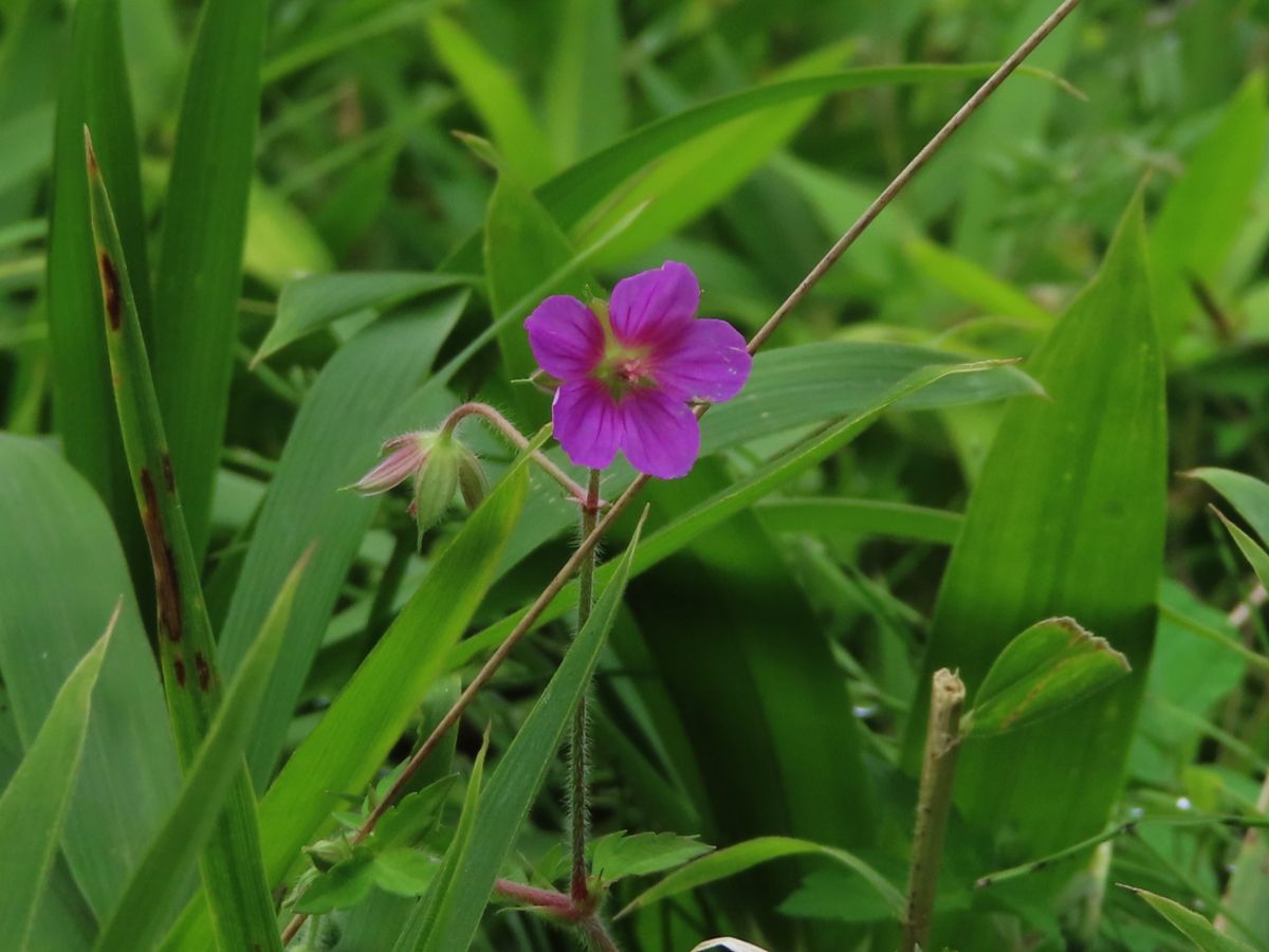 秋の野草を見つけた！