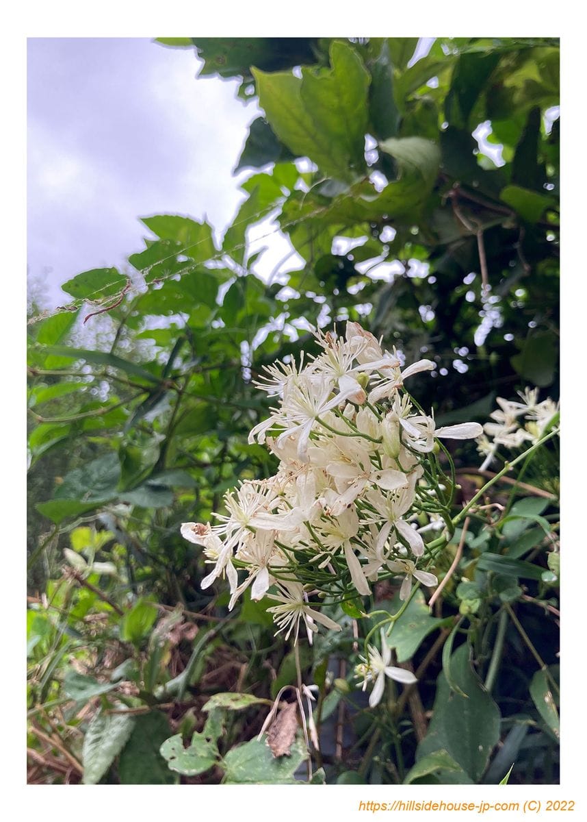 庭や畑の草花から‥