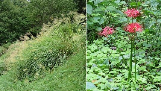 秋を探しに・・赤坂谷戸（東京都武蔵村山市）