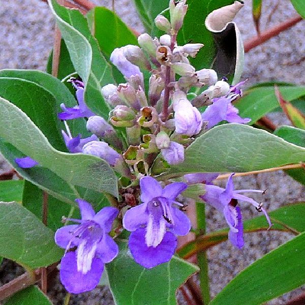 浜の植物～ハマゴウ