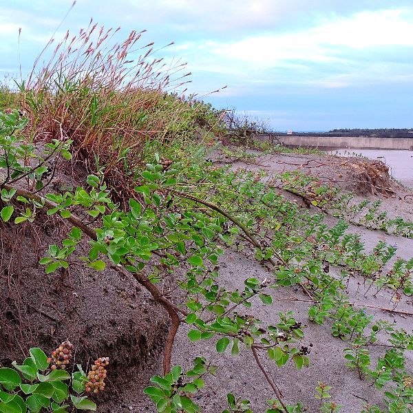 浜の植物～ハマゴウ