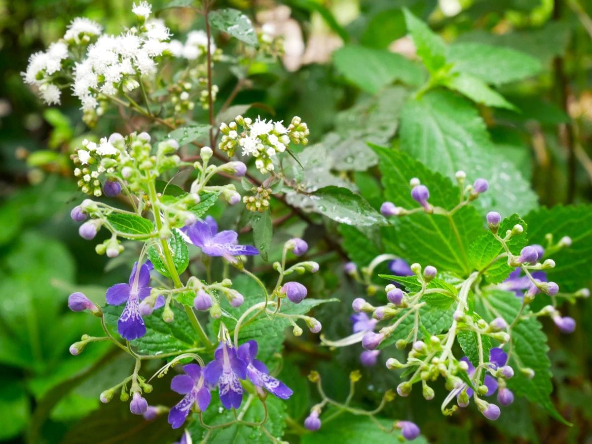 秋の花と夏の花