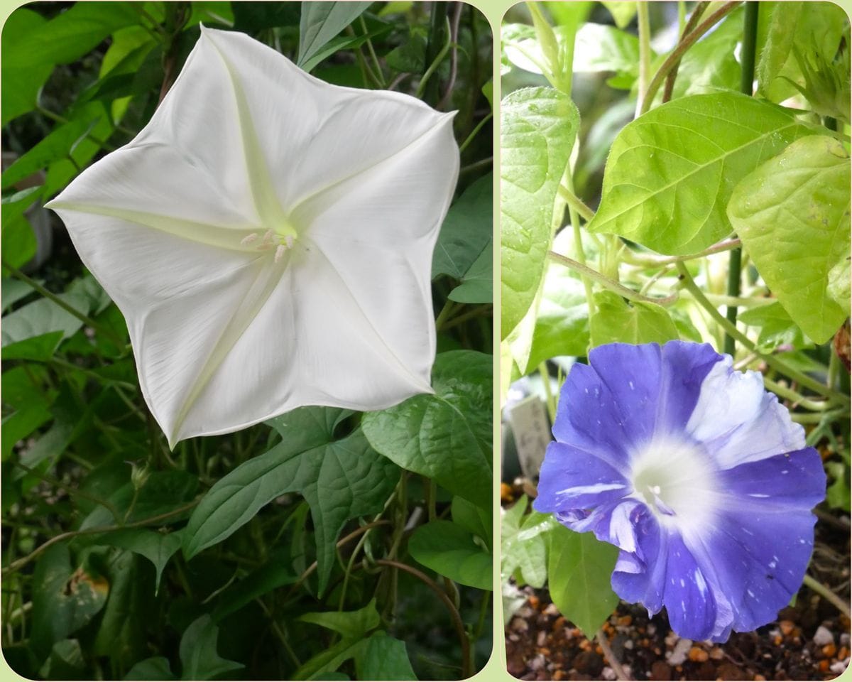 秋の花と夏の花