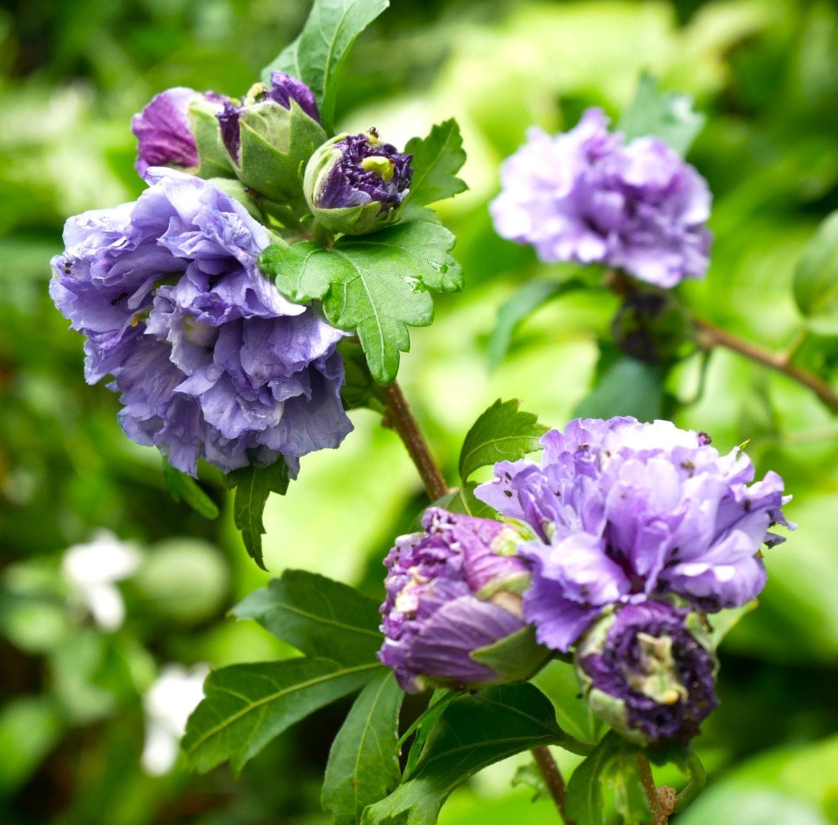 秋の花と夏の花