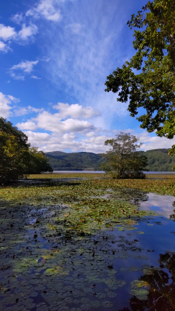 小沼の風景