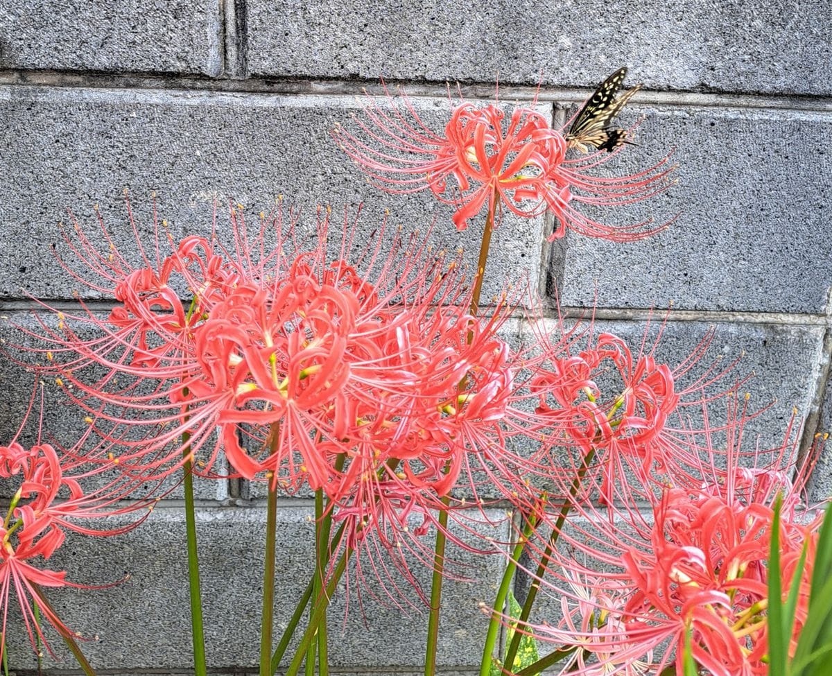 パンがないので（②③は虫）