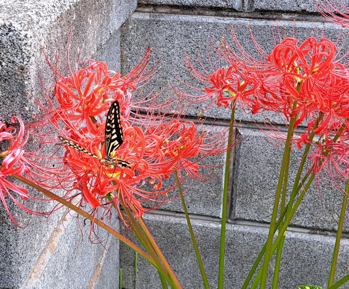 パンがないので（②③は虫）