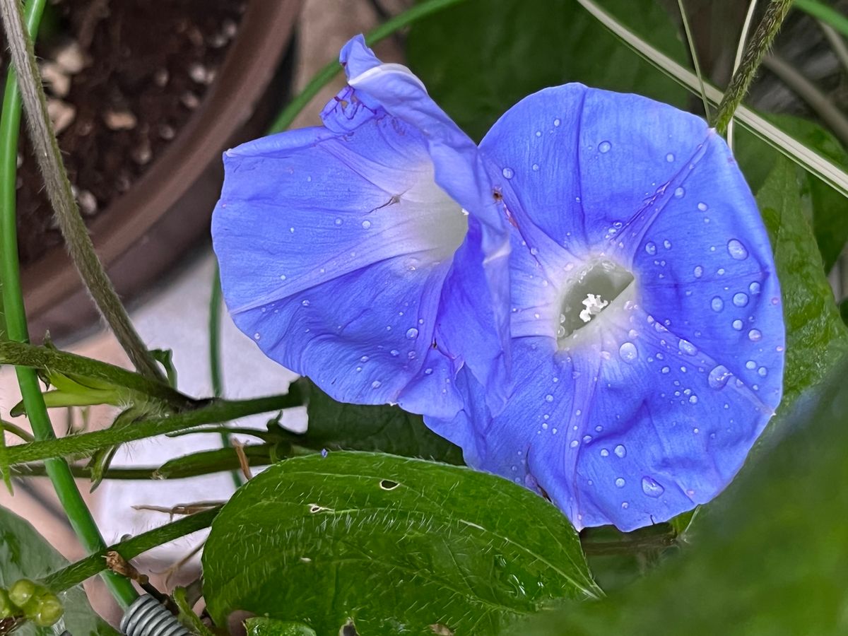 北京天壇も団十郎も開花