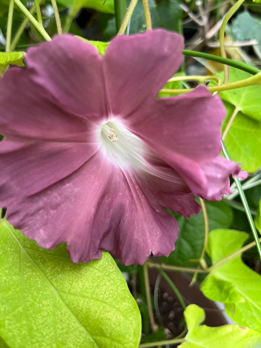 北京天壇も団十郎も開花