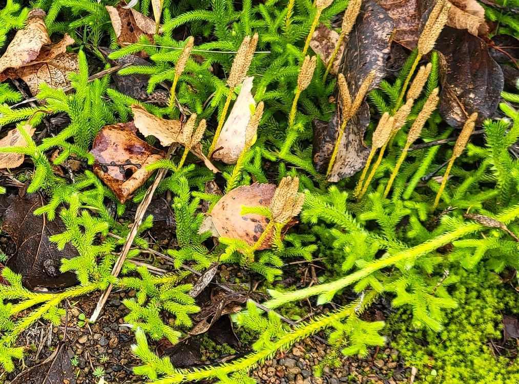 エゾヒカゲノカズラ (蝦夷日陰蔓)