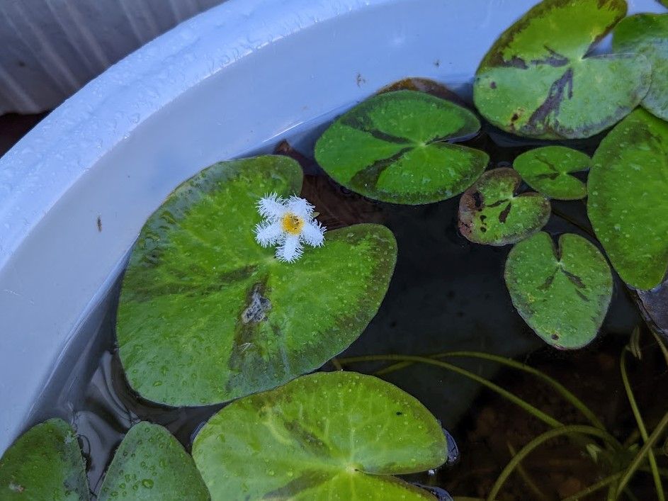 まだまだ、夏のお花も頑張っていますね。