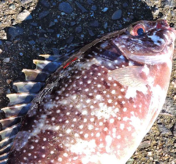 釣れてました。