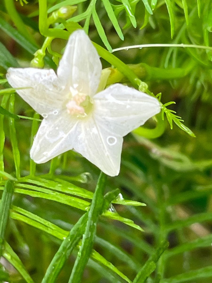 ルコウソウ白が遂に開花